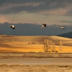 Gallocanta - Intensivo de Fotografía