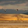 Gallocanta - Intensivo de Fotografía