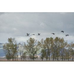 Gallocanta - Intensivo de Fotografía