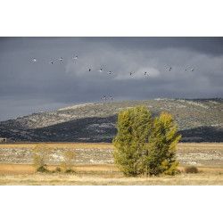 Gallocanta - Intensivo de Fotografía