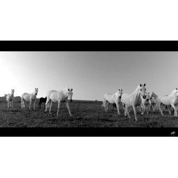 Video con Cámara Reflex